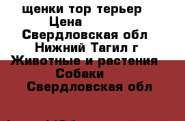 щенки тор терьер  › Цена ­ 7 000 - Свердловская обл., Нижний Тагил г. Животные и растения » Собаки   . Свердловская обл.